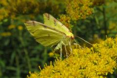 Hagedoornvlinder op guldenroede