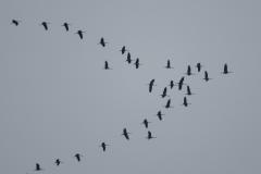 vogels op trektocht-WdVr