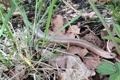 Hazelworm Prattenburg