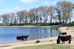 Runderen op strandje - IvR