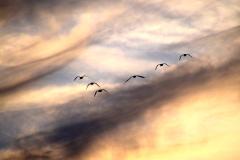 zes-vliegende-ganzen-MHSch