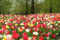 Keukenhof tulpen