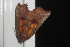 nachtvlinder op kozijn