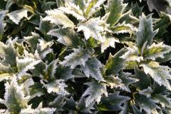 berijpte hulstbladeren