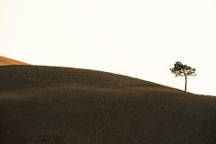 eenzame boom op helling