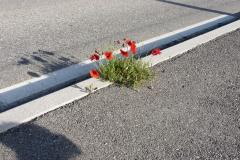 overal een plek om te groeien