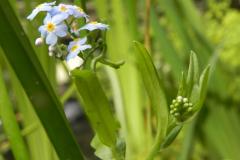 moerasvergeetmijniet