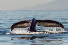 walvisstaart boven water