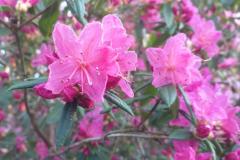 Rododendron
