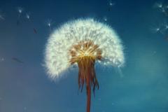 'gone with the wind...'