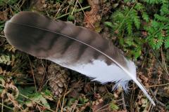 Vogelveer op de grond
