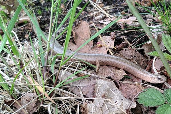 Hazelworm Prattenburg