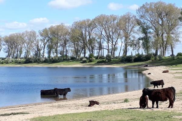 Runderen op strandje - IvR