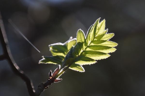 takje in het licht van de zon MHS