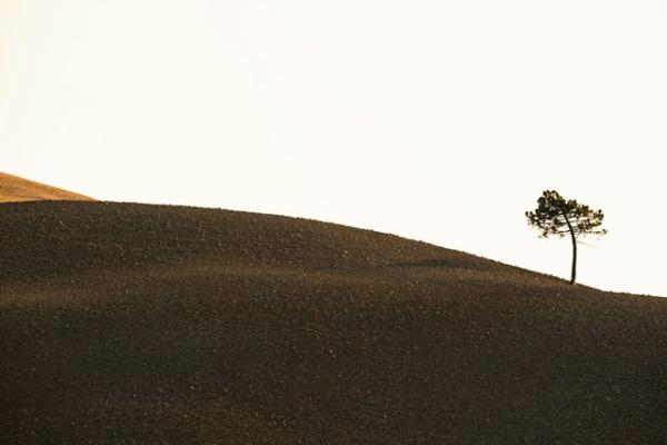 eenzame boom op helling
