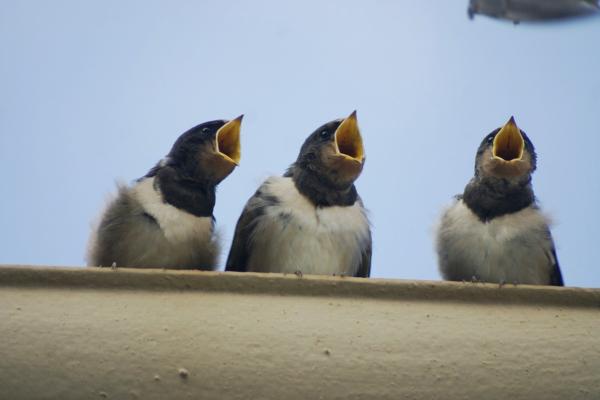 drie jonge vogeltjes - MHS