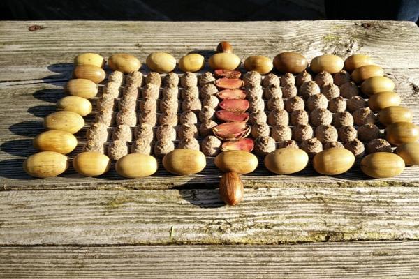 eikels op een rijtje ;)