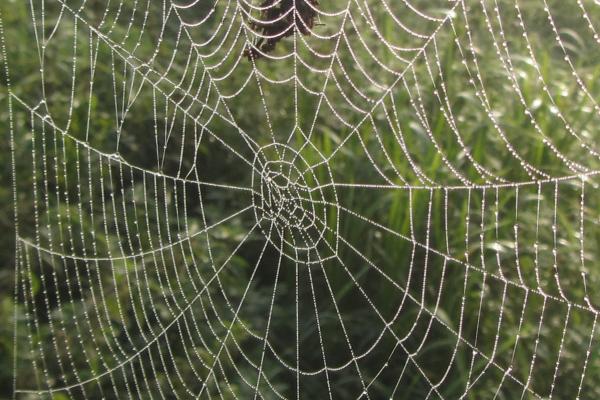 Spinnenweb