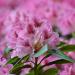 Rhododendron