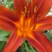 hemerocallis, daglelie